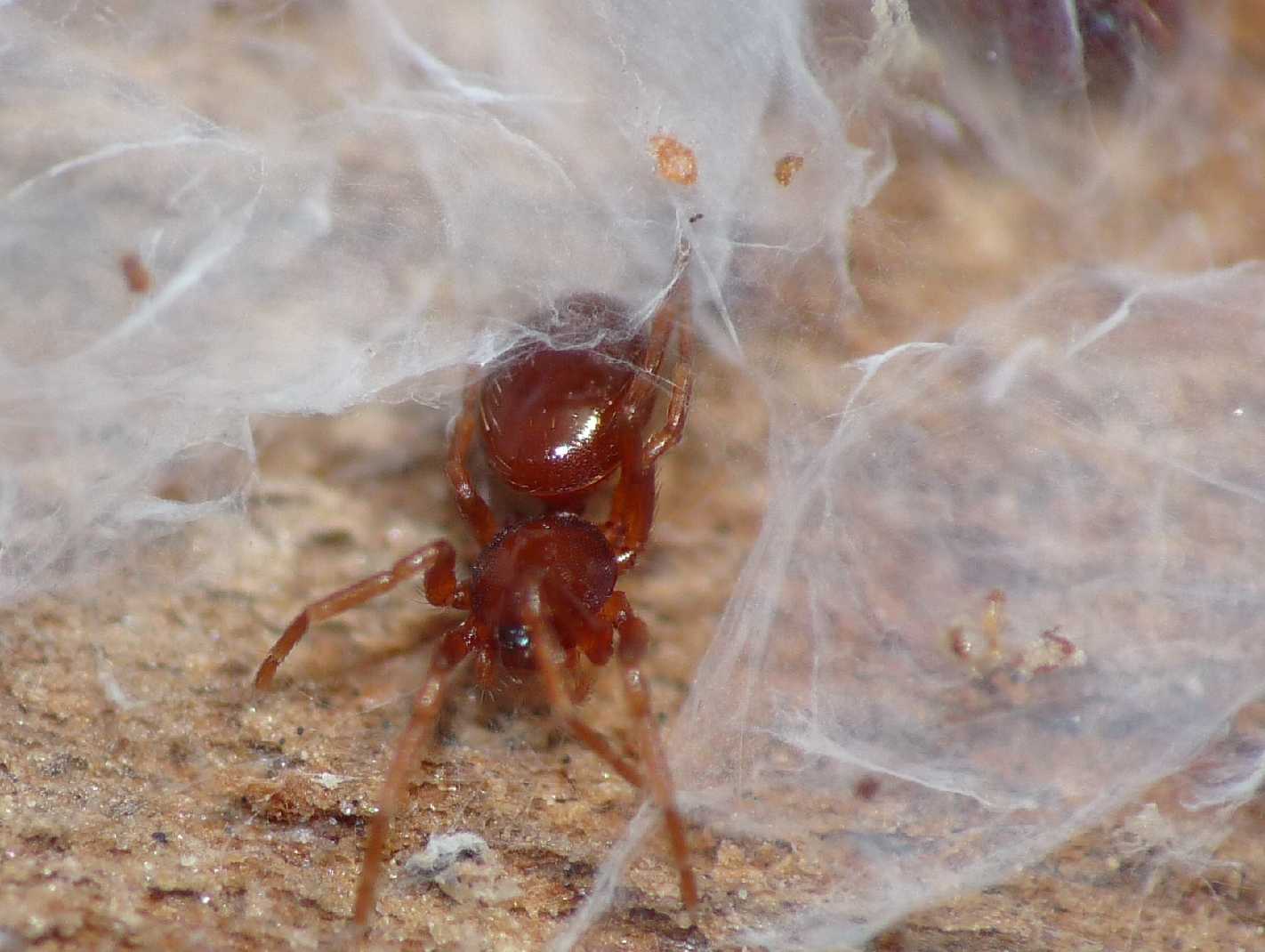 Ragnetti rossi; Silhouettella loricatula (Oonopidae)